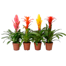 Bromelia mix
